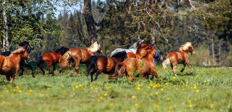 Hevoset niityllä – MajanTalli