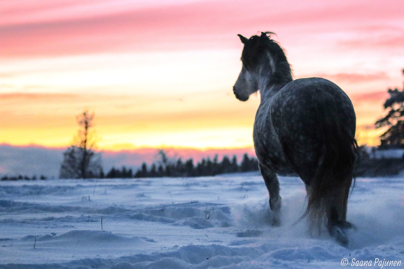 Hevonen ja auringonlasku – MajanTalli