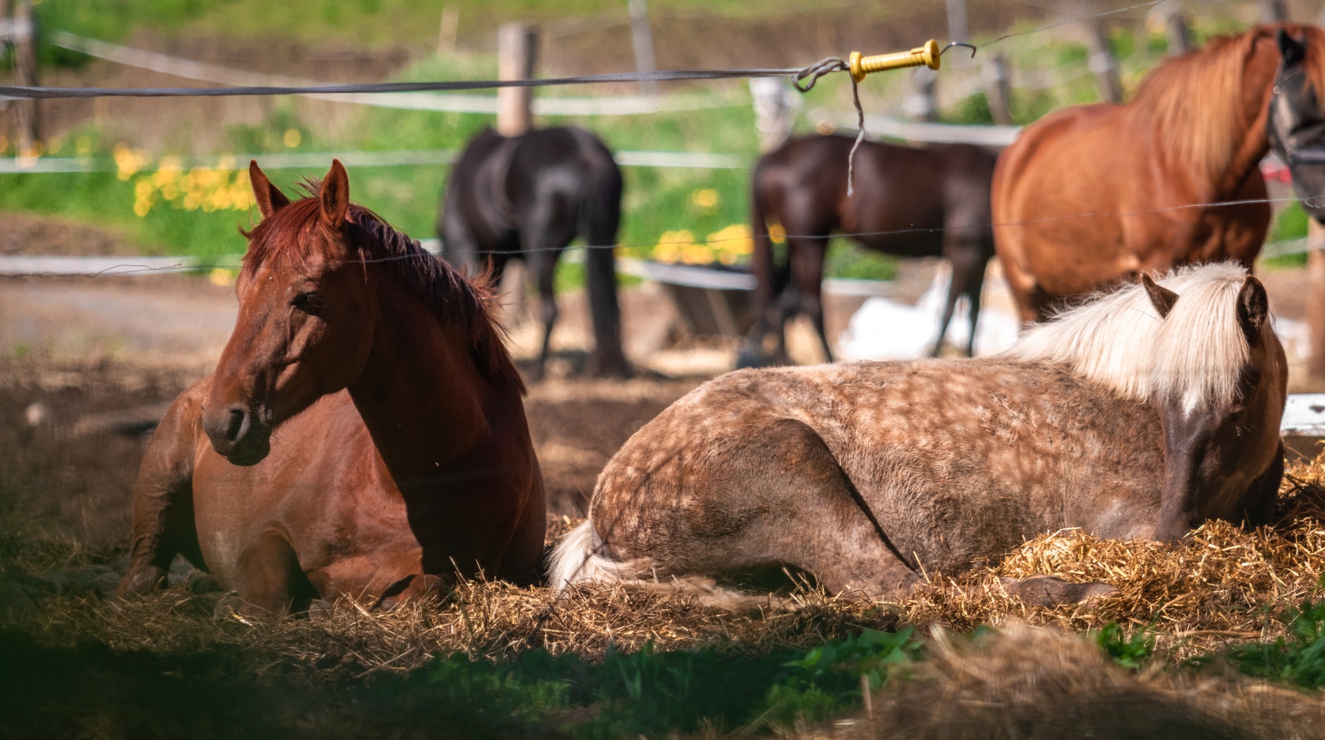 Hevoset makoilevat – MajanTalli